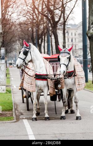 Deux magnifiques chevaux de calèche blancs décorés dans les rues centrales de Vienne, en Autriche Banque D'Images