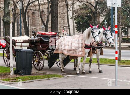 Deux magnifiques chevaux de calèche blancs décorés dans les rues centrales de Vienne, en Autriche Banque D'Images