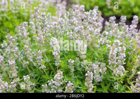 Brousse de thym sauvage de fleurs violettes d'herbes aromatiques de la famille Lamiaceae. Banque D'Images