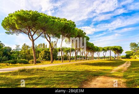 Parc San Rossore et Migliariino, sentier pédestre et pins. Pise, Toscane, Italie Europe Banque D'Images