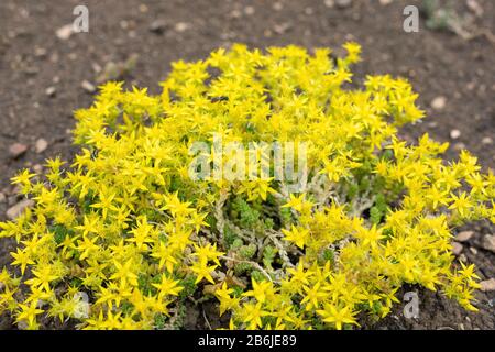 Fleurs jaunes d'arachide Sedum acre. Pain coucou. Banque D'Images