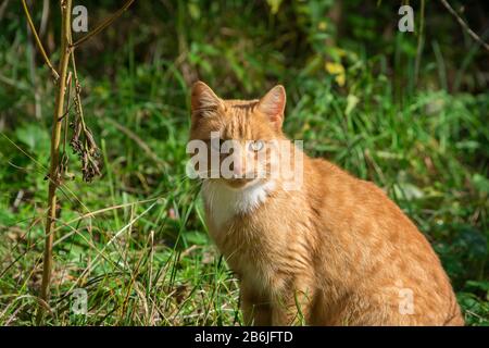 Magnifique chat de gingembre avec de longs whiskers. Fond vert de la nature. Banque D'Images