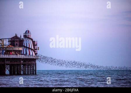 La murmuration nocturne des étoiles au coucher du soleil fait leur chemin à Brighton's Palace Pier pour se faire voler pour la nuit. Banque D'Images