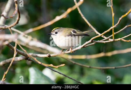 Goldcrest (Regulus regulus) Banque D'Images