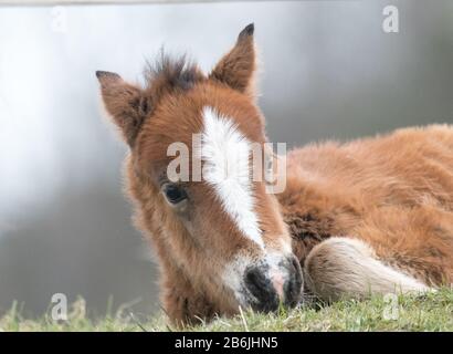 Carnedau poney foal Banque D'Images