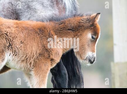 Carnedau poney foal Banque D'Images