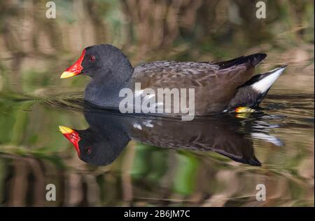 Vue latérale d'un Moorhen (Gallinula chloropus) nageant dans l'eau avec réflexion au printemps dans le West Sussex, Angleterre, Royaume-Uni. Banque D'Images