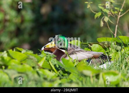 Canards colverts (Anas platyrhynchos) assis sur l'herbe par l'eau au printemps (mars) dans le West Sussex, Angleterre, Royaume-Uni. Banque D'Images