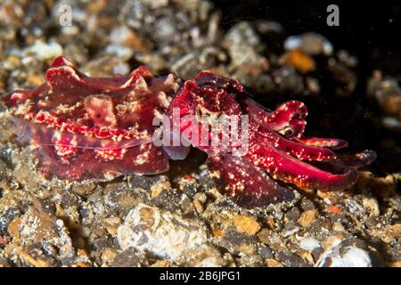 La seiche flamboyante (Metasepia pfefferi) Détroit de Lembeh, Indonésie Banque D'Images