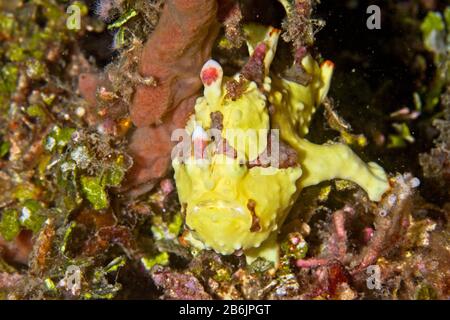 Grenouille clown (Antennarius maculatus) détroit de Lembeh, Indonésie Banque D'Images