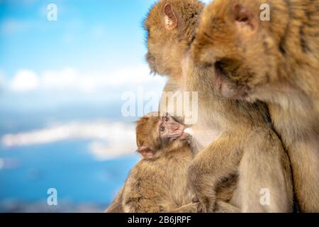 La famille des singes se basirant sous le soleil tropical. Les femmes allaitent jeunes Banque D'Images