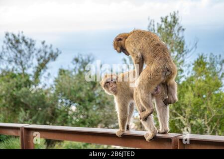 accouplement de singes dans la faune sauvage dans la réserve naturelle Banque D'Images