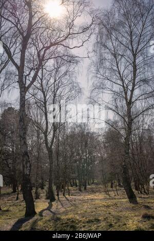 Les bouleaux argentés se tiennent de chaque côté d'un chemin à travers un bois. Le soleil jette de la lumière et des ombres longues sur le sol. Banque D'Images