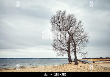 Arbre jumeau sur une plage, coloration de couleur appliquée. Banque D'Images