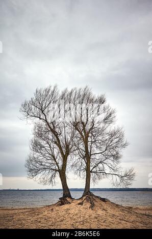 Arbre jumeau sur une plage, coloration de couleur appliquée. Banque D'Images