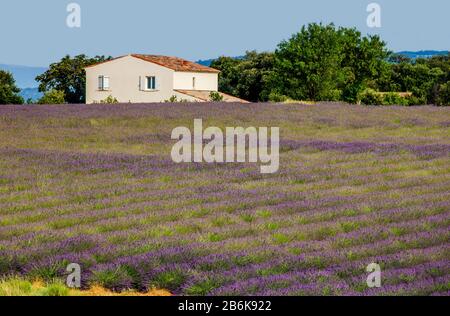 PLATEAU VALENSOLE, FRANCE – 09 JUILLET 2019 : maison de village parmi les champs de lavande. 09 juillet 2019, France. Plateau Valensole. Banque D'Images