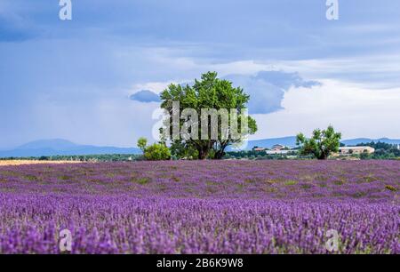 PLATEAU VALENSOLE, FRANCE – 09 JUILLET 2019 : maison de village parmi les champs de lavande. 09 juillet 2019, France. Plateau Valensole. Banque D'Images