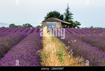 PLATEAU VALENSOLE, FRANCE – 09 JUILLET 2019 : maison de village parmi les champs de lavande. 09 juillet 2019, France. Plateau Valensole. Banque D'Images