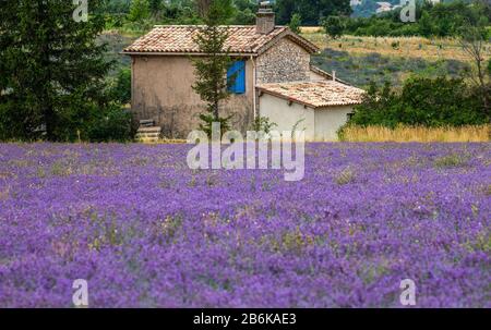 PLATEAU VALENSOLE, FRANCE – 09 JUILLET 2019 : maison de village parmi les champs de lavande. 09 juillet 2019, France. Plateau Valensole. Banque D'Images