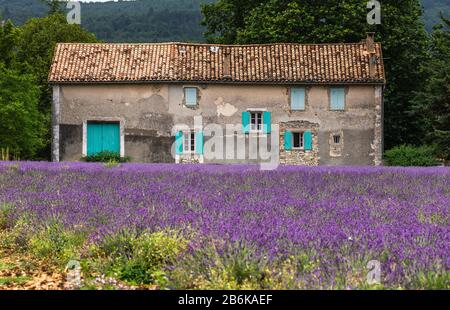 PLATEAU VALENSOLE, FRANCE – 09 JUILLET 2019 : maison de village parmi les champs de lavande. 09 juillet 2019, France. Plateau Valensole. Banque D'Images