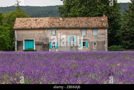 PLATEAU VALENSOLE, FRANCE – 09 JUILLET 2019 : maison de village parmi les champs de lavande. 09 juillet 2019, France. Plateau Valensole. Banque D'Images