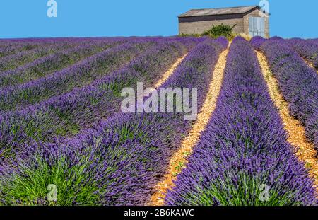 PLATEAU VALENSOLE, FRANCE – 09 JUILLET 2019 : maison de village parmi les champs de lavande. 09 juillet 2019, France. Plateau Valensole. Banque D'Images