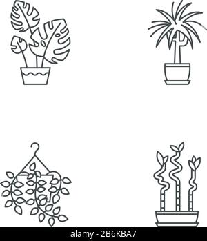 Les plantes domestiquées pixels Perfect linéaire icônes ensemble. Plantes De La Maison. Pithos, dracaena. Monstera, bambou. Symboles de contour de ligne mince personnalisables. Isolé Illustration de Vecteur