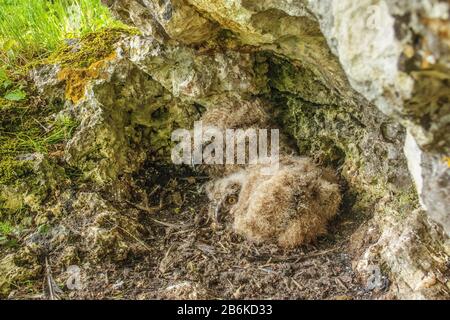 Chouette aigle du Nord (Bubo bubo), jeunes oiseaux dans un espace de nidification, Allemagne, Bade-Wuerttemberg Banque D'Images