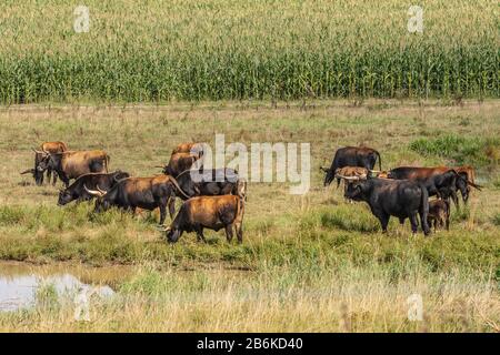 Bétail agité (Bos primigenius F. taurus), cattles de pâturage, Allemagne, Bade-Wuerttemberg Banque D'Images