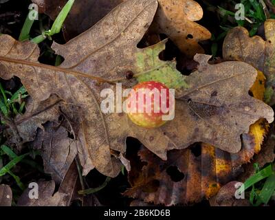 Chêne marbre Gall Wasp, Andicus kolari, sur la feuille au sol forestier, Dering Woods, Kent UK, image empilée Banque D'Images