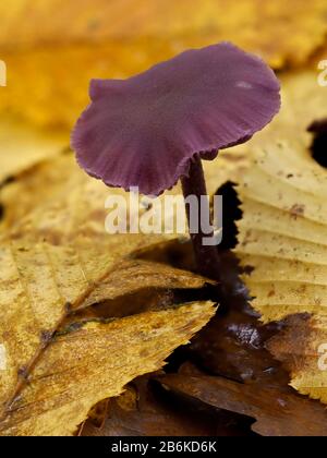 Amethyst Deceiver Champignons, Laccaria améthystitina, Dering Woods, Kent UK, image empilée Banque D'Images