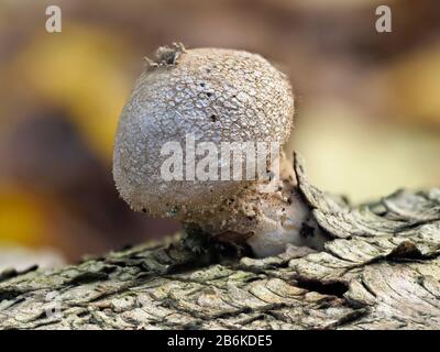 Puffball commun, Lycoperdon perlatum, poussant sur arbre tombé, Dering Woods, Kent UK, image empilée Banque D'Images