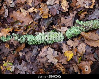 Hood Lichen de Monk, Hypogymnia physodes, sur branche morte, Dering Woods, Kent UK, image empilée, sensible à la pollution de l'azote Banque D'Images