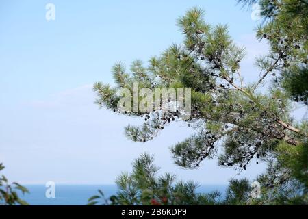 Magnifique paysage pittoresque avec mer méditerranéenne calme et bâtiments de la ville d'Antalya sur la ligne d'horizon, vue depuis des branches suspendues de pins de forêts de conifères Banque D'Images