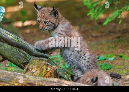 Lynx eurasien (Lynx lynx), cub dans un tronc arboré tombé, Allemagne Banque D'Images