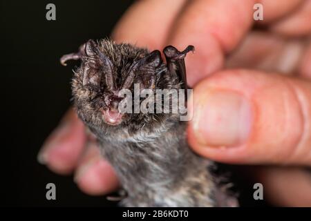 Barbastelle occidentale (Barbastella barbastellus), portrait, Allemagne Banque D'Images