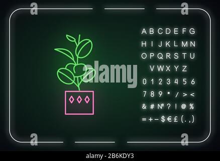 Icône de lumière fluo Ficus elastica. Caoutchouc fig. Arbre indien. Plante intérieure enrobée de feuilles ovales. Effet brillant extérieur. Signe avec l'alphabet, les chiffres et Illustration de Vecteur