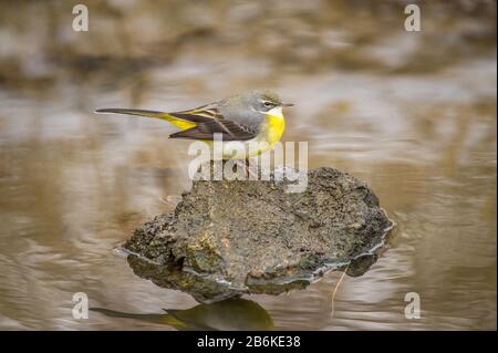 Queue de cheval grise (Motacilla cinerea), femelle perçant sur une pierre dans l'eau, vue latérale, Allemagne, Bade-Wuerttemberg Banque D'Images