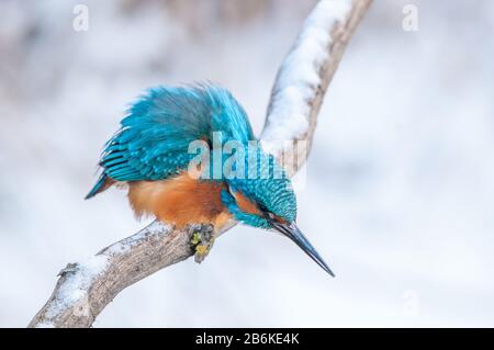 Rivière kingfisher (Alcedo atthis), perches sur une branche enneigée et regardant vers le bas, vue latérale, Allemagne, Bade-Wuerttemberg Banque D'Images