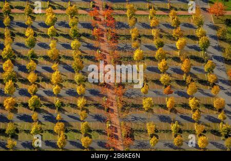, rangées d'arbres d'automne sur le parking devant la Cour de Hamm, 21.10.2012, vue aérienne, Allemagne, Rhénanie-du-Nord-Westphalie, région de la Ruhr, Hamm Banque D'Images