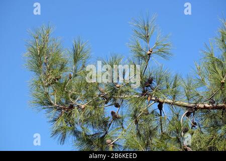 Branche de pin vert avec cônes et aiguilles vertes gros plan avant ciel bleu clair sans nuages comme arrière-plan Banque D'Images