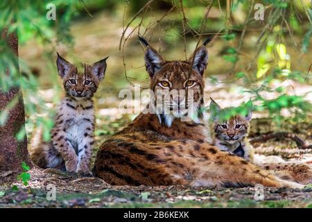 Lynx eurasien (Lynx lynx), adulte avec cubs, Allemagne Banque D'Images