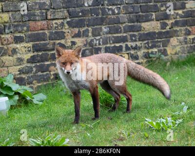 Fox, Vulpes vulpes, dans le jardin, KENT UK Banque D'Images