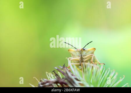 Sloe bug, sloebug (Dolycoris baccarum), assis sur une inflorescence d'un burdock, vue de face, Allemagne, Bavière Banque D'Images