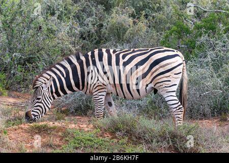 Burchells zébra (Equus quagga burchellii) pacage dans le parc national Addo Elephant, Cap oriental, Afrique du Sud, Afrique Banque D'Images