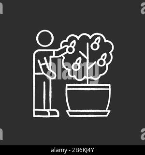 Collecte de fruits à partir d'une icône blanche de craie de mini-agrumes sur fond noir. Entretien de l'arbre orange miniature. Usine florissante. Fructification de la maison Illustration de Vecteur