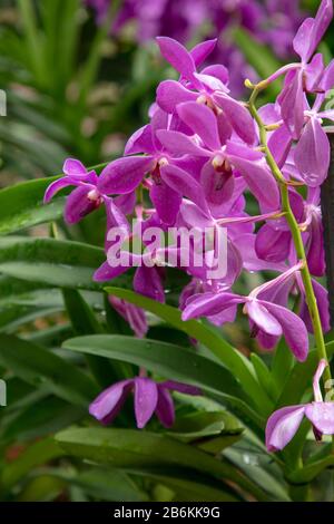 Orchid Aranda Noorah Alsogoff gros plan, vu gros plan. Banque D'Images