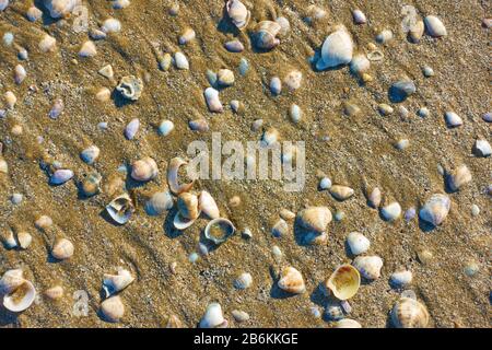 Des coquillages sur du sable humide sur la plage peuvent être utilisés comme arrière-plan Banque D'Images