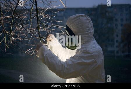 Vue latérale instantané d'un chercheur portant un uniforme et un masque à gaz, en prenant l'échantillon d'une branche d'arbre en début de matinée avec l'aide d'une lanterne Banque D'Images