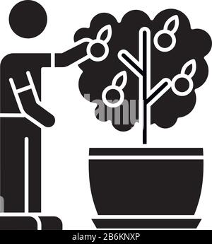 Collecte de fruits à partir de l'icône de glyphe noir du mini-agrumes. Entretien de l'arbre orange miniature. Usine florissante. Fructification de la maison. Symbole silhouette activé Illustration de Vecteur